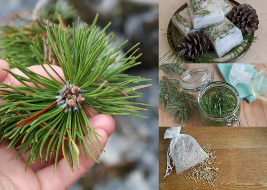 22 Impressive Pine Needle Uses You'd Never Have Thought Of